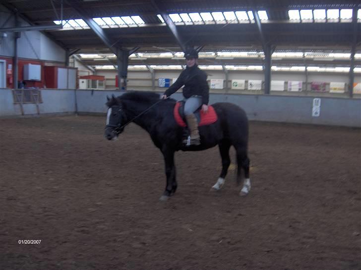 New Forest Cæsar(Red ham op) - Hyænen xD billede 2