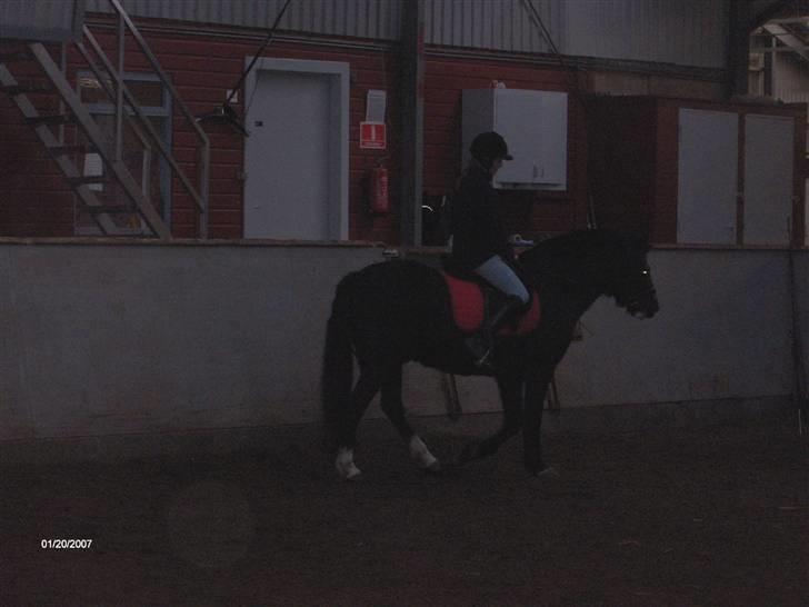 New Forest Cæsar(Red ham op) billede 3