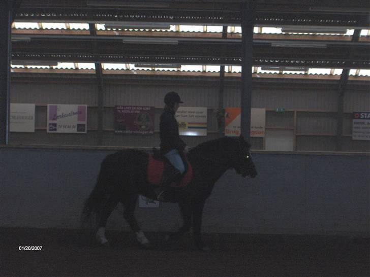 New Forest Cæsar(Red ham op) billede 4