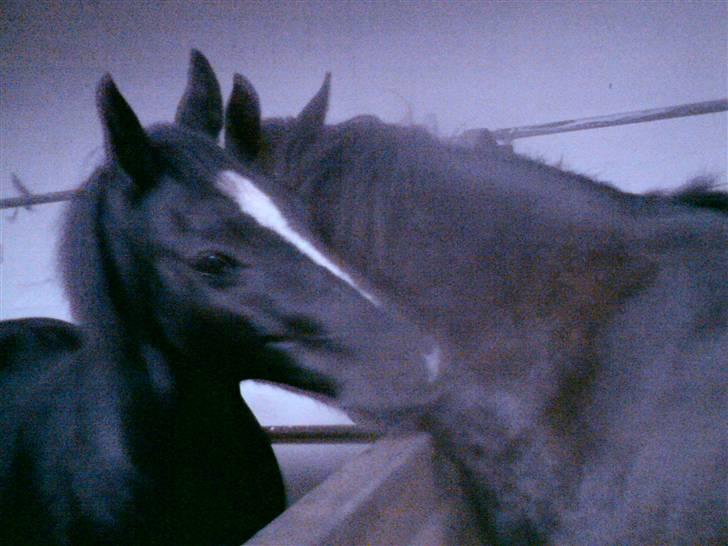 New Forest Cæsar(Red ham op) billede 5