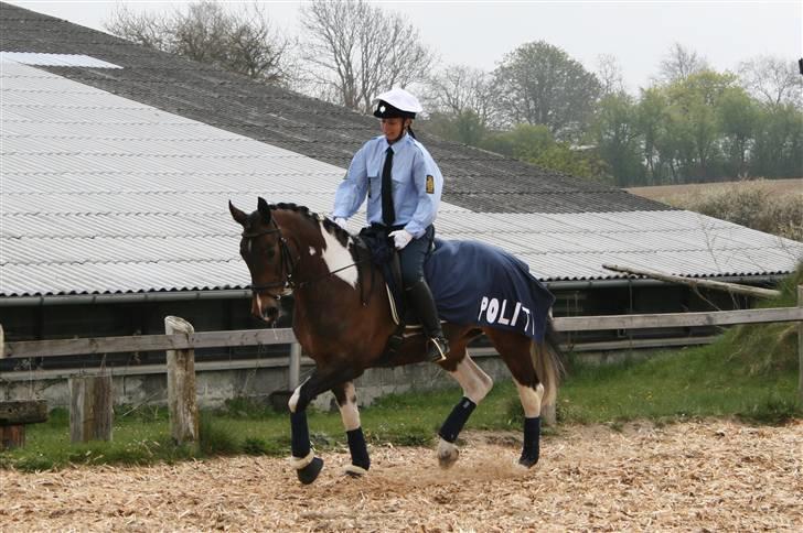 Pinto Magic Power - ser lige om der er ro og orden på opvarmningsbanen. :) billede 4