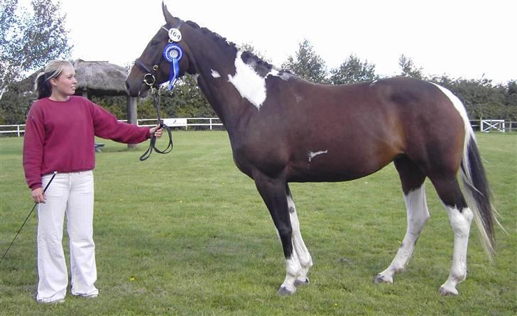 Pinto Magic Power billede 5