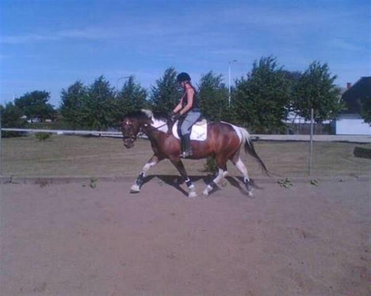 Pinto Magic Power billede 7