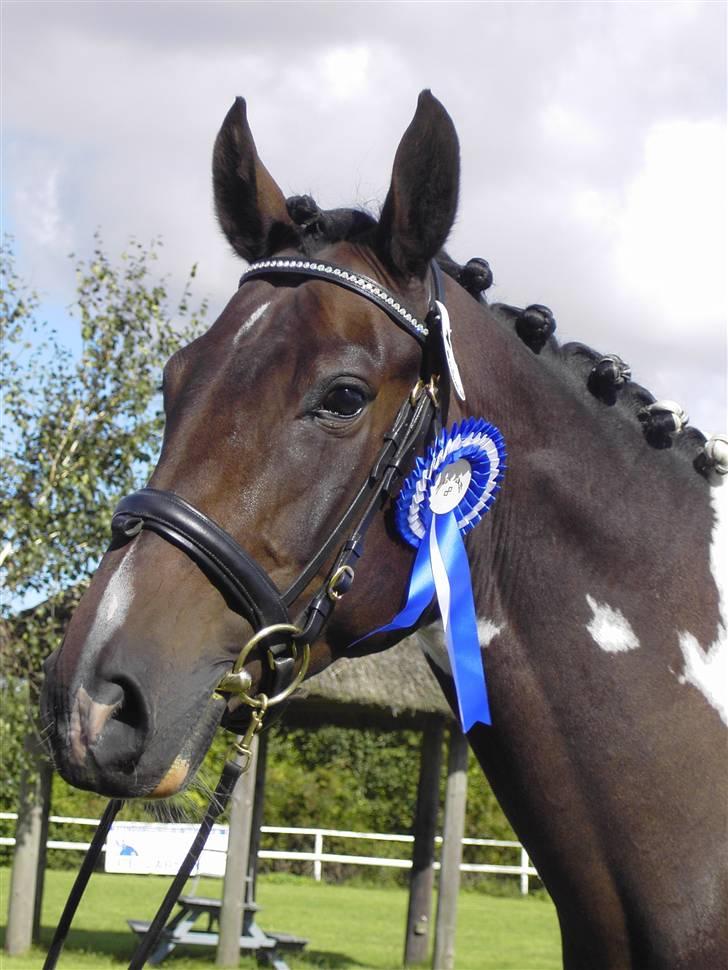 Pinto Magic Power billede 11