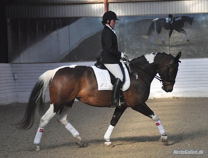 Pinto Magic Power billede 17