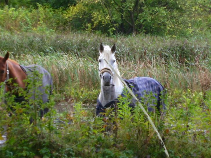 Connemara Oline R.I.P - 07 . . 2007 billede 6