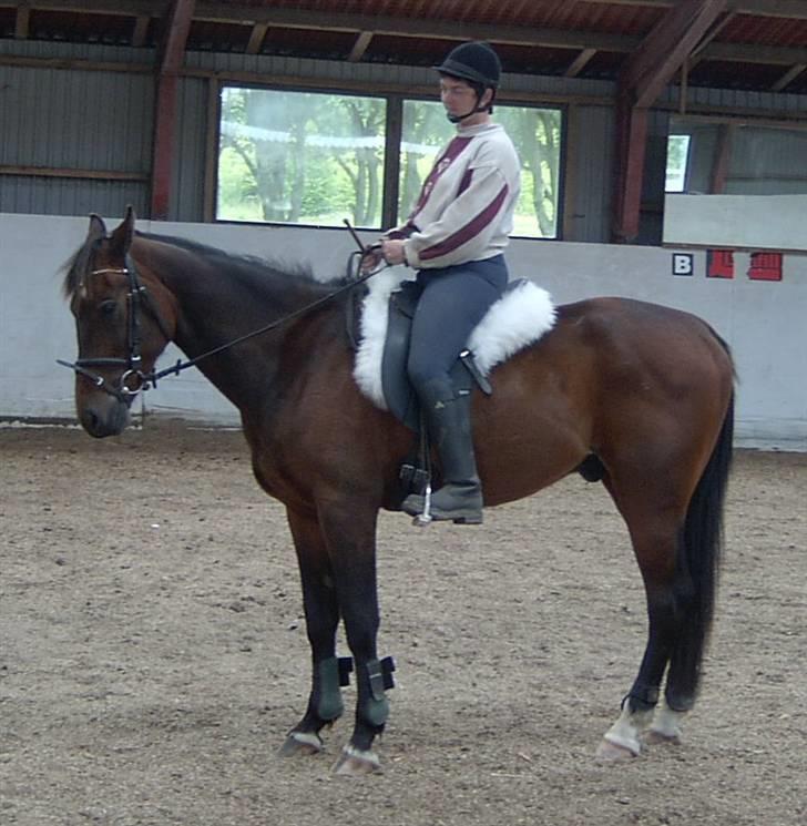 Anden særlig race Apollon/Polle(mor's)  - Gammelt billede (; billede 2