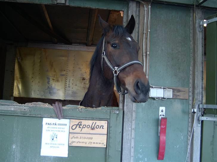 Anden særlig race Apollon/Polle(mor's)  - I hans gamle boks d: <3 billede 3