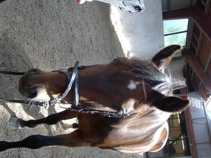 Anden særlig race Apollon/Polle(mor's)  - Gammelt billede (; billede 5