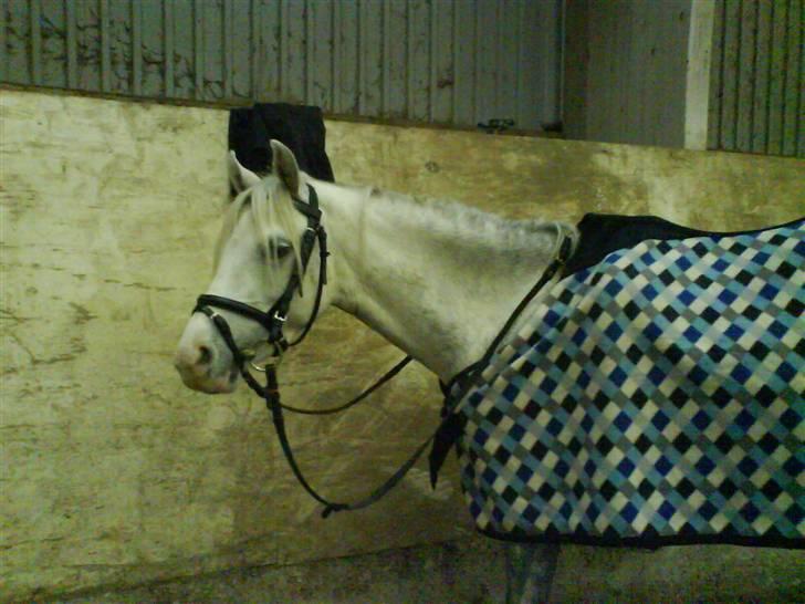Welsh Pony (sec B) caramba R.I.P - skulle lige have et billede inden vi skulle til at ride dressur billede 2