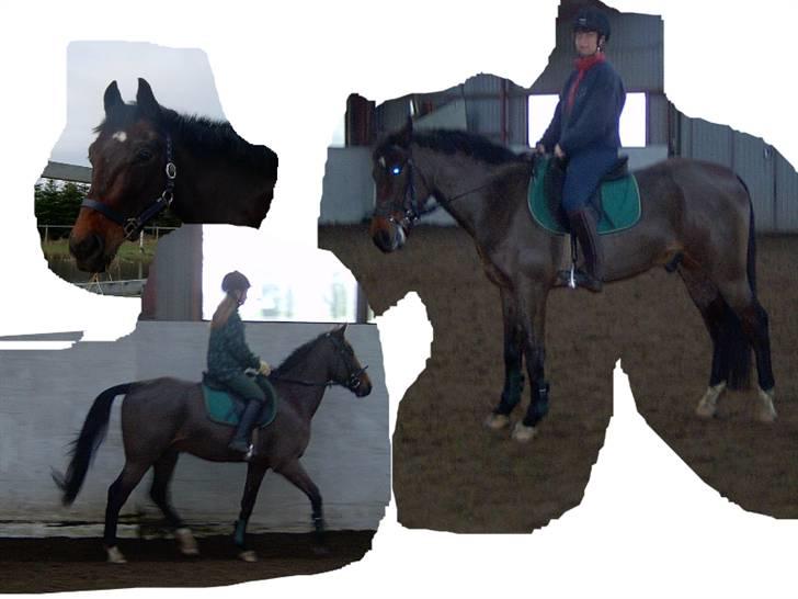 Anden særlig race Apollon/Polle(mor's)  - Gammelt billede (; billede 6