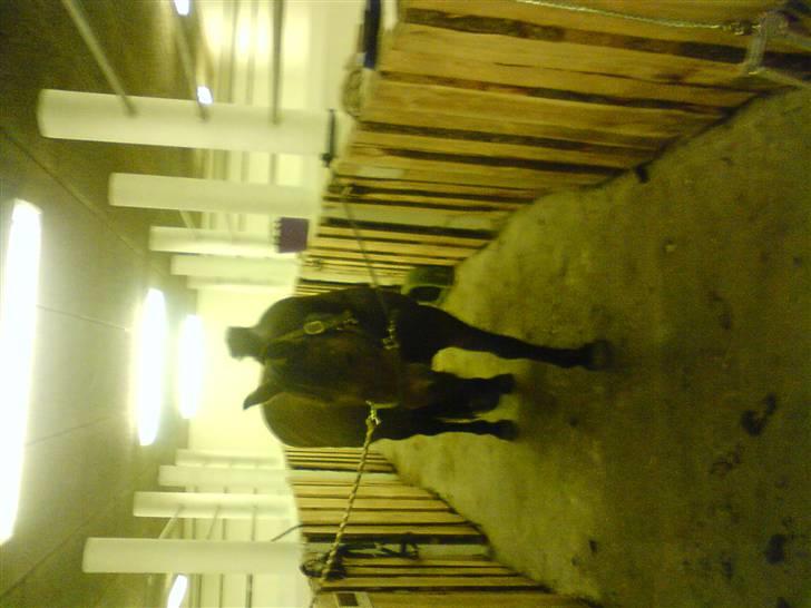 Anden særlig race Ronja 'gl. lånehest' - velkommen til ronjas profil(: billede 1