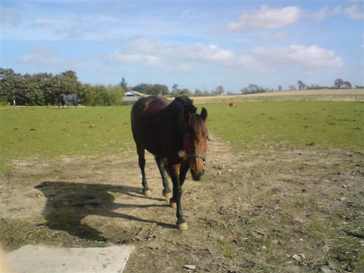 Anden særlig race Ronja 'gl. lånehest' - her er den lækre på folden(: hun kommer når man kalder:p (næsten hver gang:p) billede 2