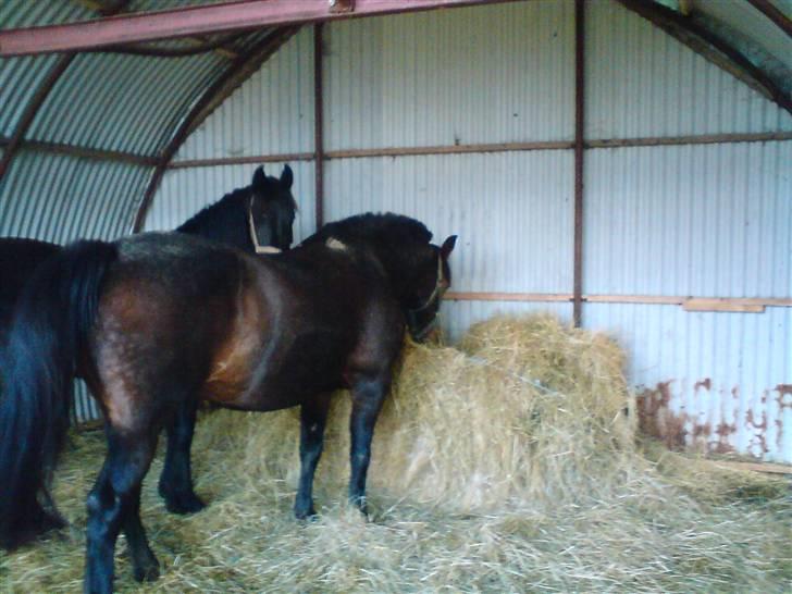 Anden særlig race Ronja 'gl. lånehest' - mig og trille spise halm(:  billede 3