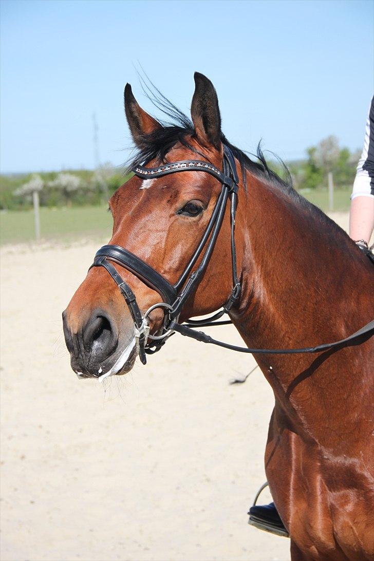 Dansk Varmblod Magic Dancer - Velkommen til Magic´s profil (:  billede 1