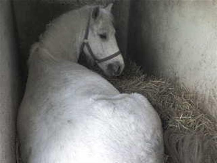 Welsh Cob (sec D) Hugo <3 fortid * - nååår hvor er han kær når han ligger ned billede 15