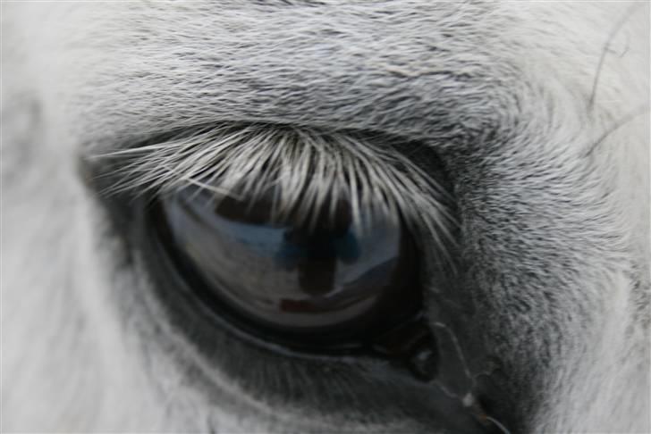 Welsh Cob (sec D) Hugo <3 fortid * - **NYT** smukke! foto . Trunte <3 ( Katrine) TAK! billede 16