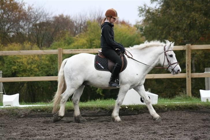 Welsh Cob (sec D) Hugo <3 fortid * -  skridter af efter vi havde øvet programmer. Foto : AM Tusinde tak =) billede 17