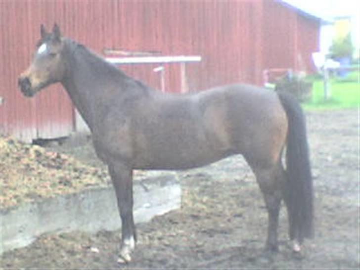 Welsh Partbred (Sec F) maylie shapari - hun er så smukk billede 1
