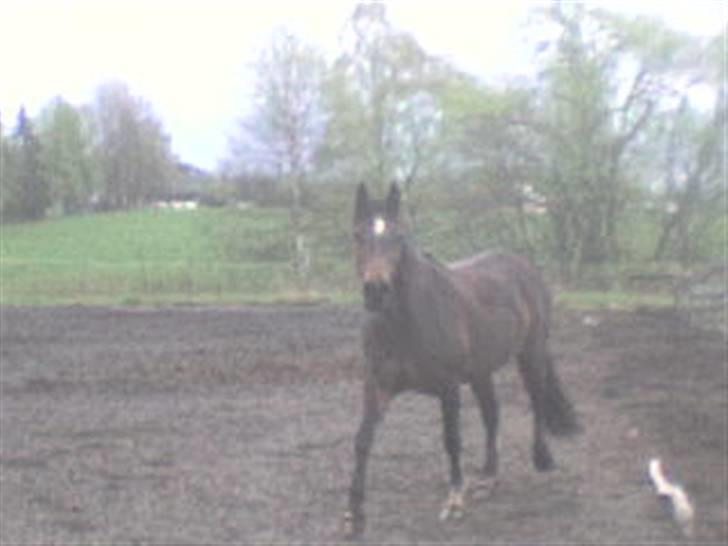 Welsh Partbred (Sec F) maylie shapari - se så sød hun er billede 2