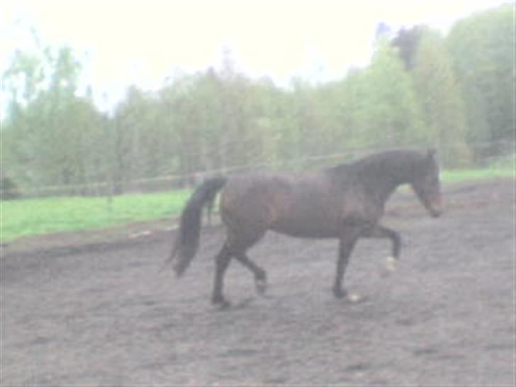 Welsh Partbred (Sec F) maylie shapari - se en fin trav hun har billede 3