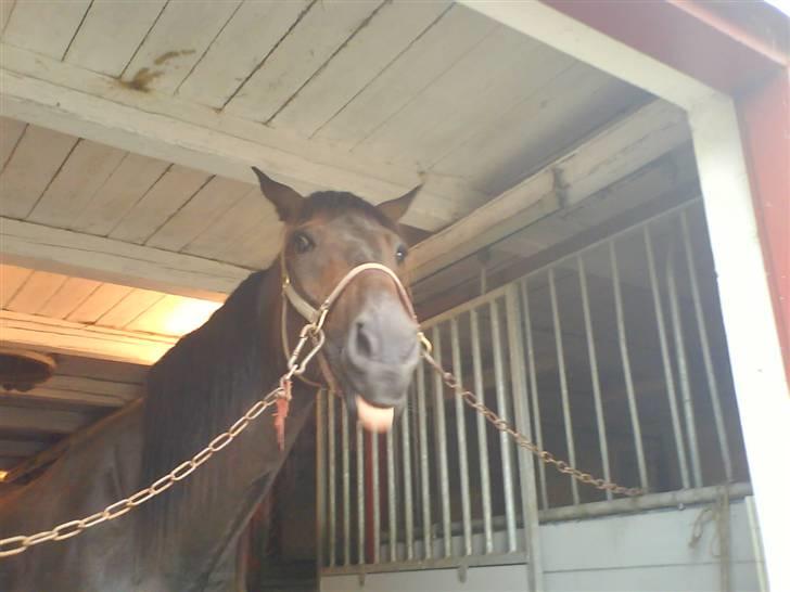 Traver Maximum Laser  billede 14