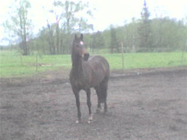 Welsh Partbred (Sec F) maylie shapari - min ponny da vi stadi bode i sverige billede 4