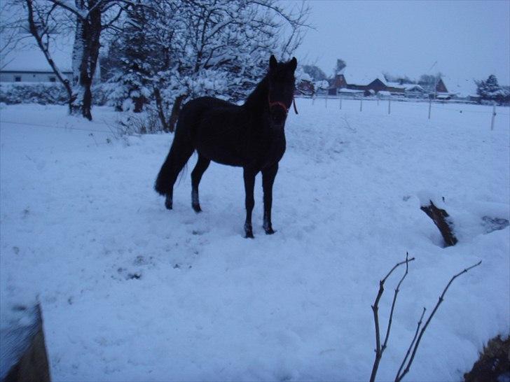 Anden særlig race Lucas - SOLGT billede 1