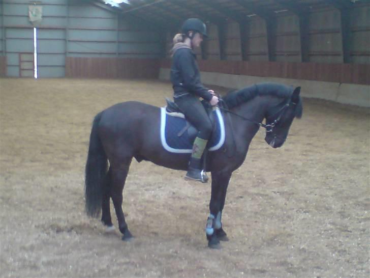 Anden særlig race Lucas - SOLGT billede 2