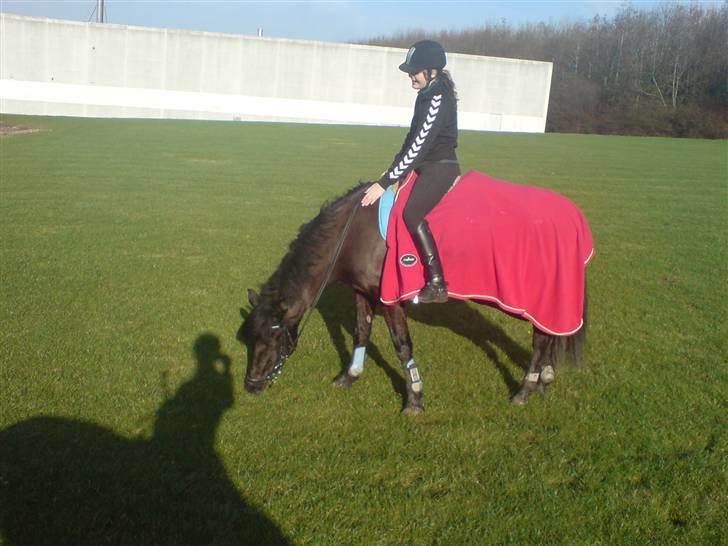 Anden særlig race Lucas - SOLGT billede 3