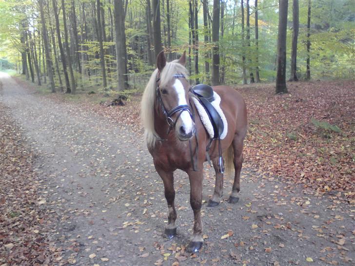Tyroler Haflinger Stutteri Anjin Hollywood(nu min mors hest) billede 2