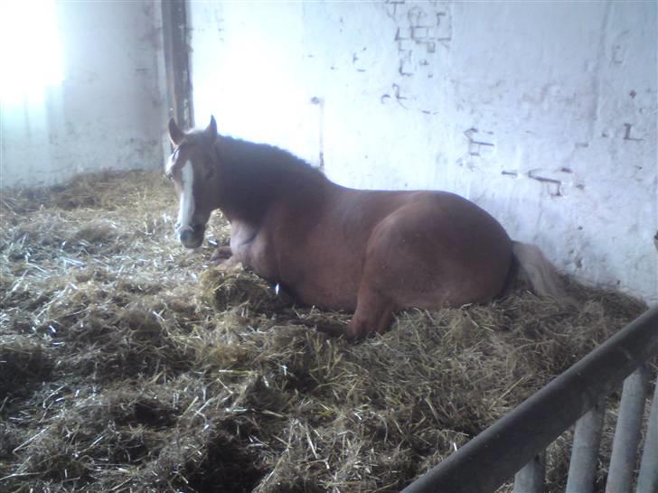 Tyroler Haflinger Stutteri Anjin Hollywood(nu min mors hest) - hun blev lig træt billede 4