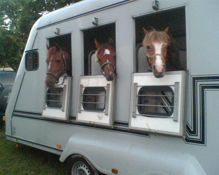 DSP Forever Dancer *A-pony* - Zoé, Tappen og Dancer.  billede 4