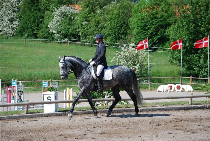 Dansk Varmblod Parcas - Klubmesterskab KAR d. 31 Maj 09 Foto: Min mor billede 4