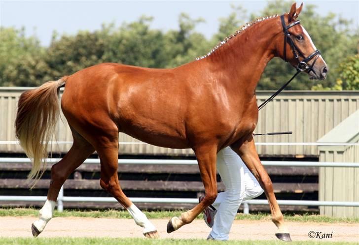 Welsh Partbred (Sec F) Gratia B - Gratia B ved kåringen som WPBR aug. 2007 billede 1