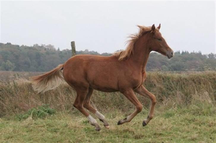 Welsh Partbred (Sec F) Gratia B - Gratia B som flyvende føl billede 2