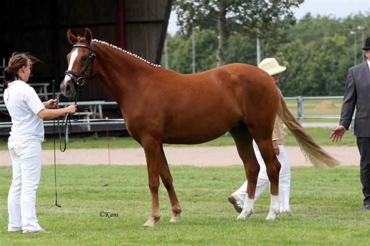 Welsh Partbred (Sec F) Gratia B - Gratia B ved kåringen billede 3