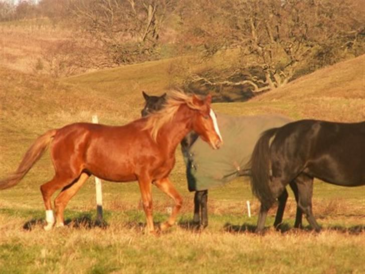 Welsh Partbred (Sec F) Gratia B - Gratia som åring på fold billede 4