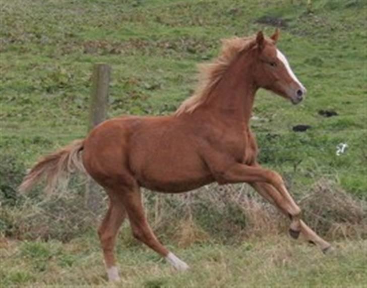 Welsh Partbred (Sec F) Gratia B - Gratia som føl - var da nogen der sagde opadbakke? billede 5