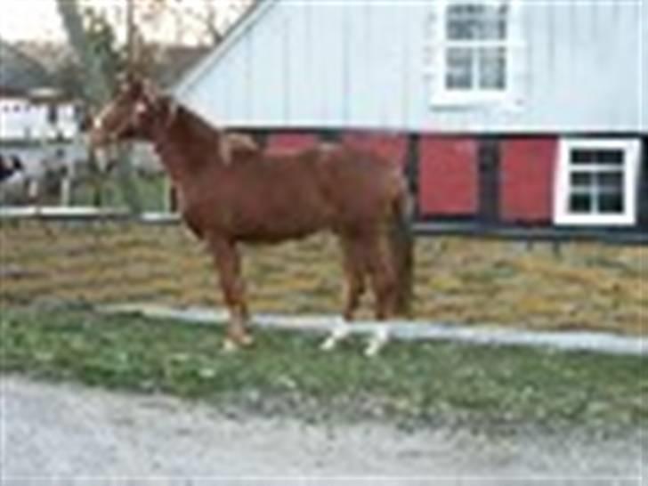 Welsh Partbred (Sec F) Gratia B - Gratia B som 2 års billede 6