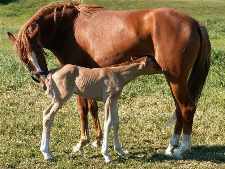 Welsh Partbred (Sec F) Gratia B - Gratia med Duracell billede 7