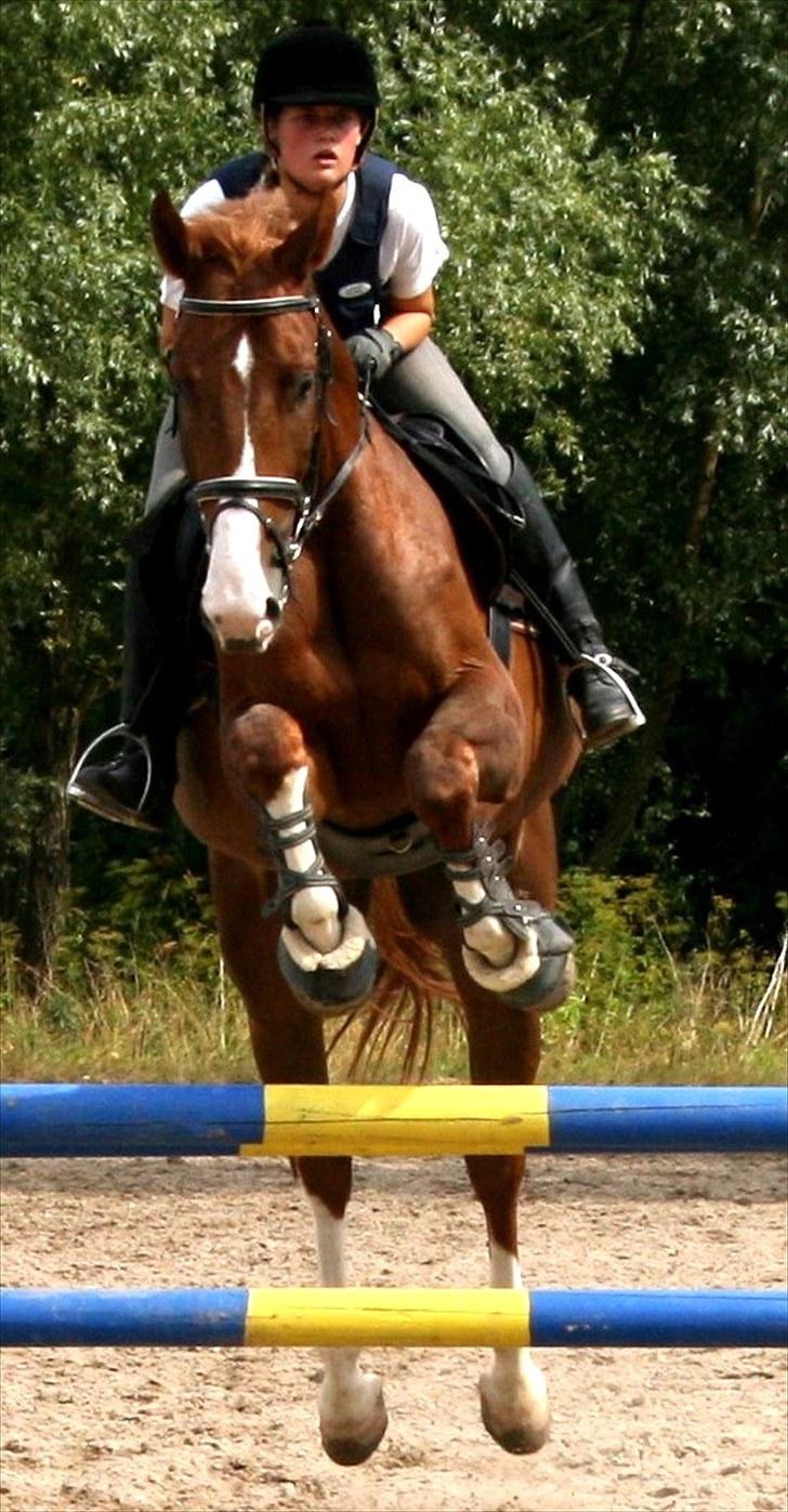 Hollandsk Varmblod Max R.I.P - HOP :D billede 13