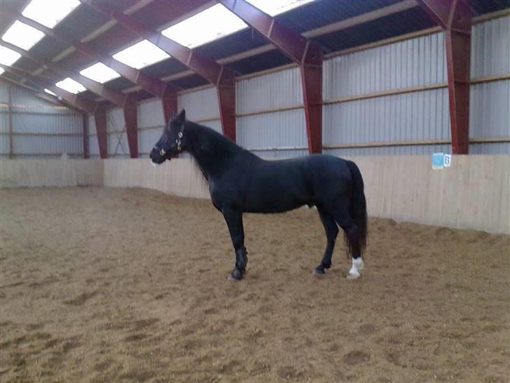 Anden særlig race Lightning R.I.P :'( - Beautiful boy billede 5