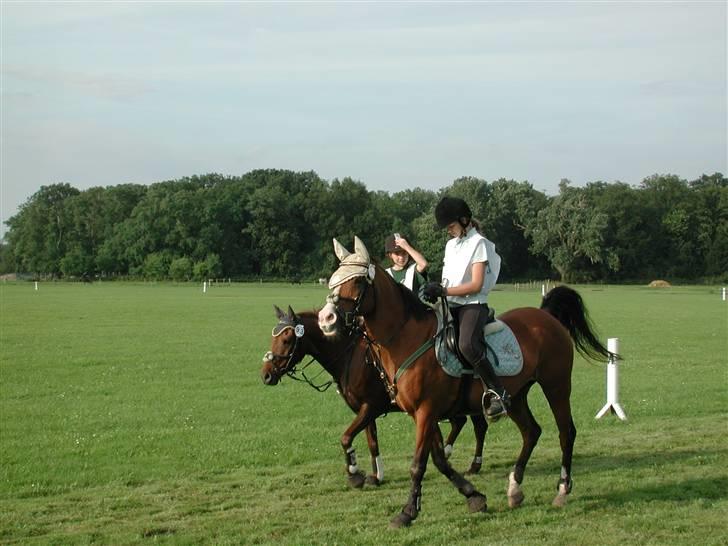 DSP My Dancer "ELITEHOPPE" *A-pony* - Distance i Knuthenborg billede 6