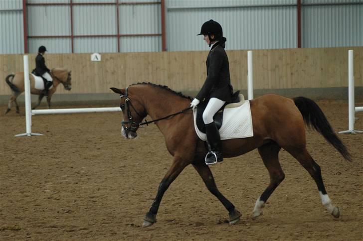 DSP My Dancer "ELITEHOPPE" *A-pony* billede 7