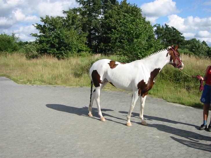 Pinto miss may of holm billede 1