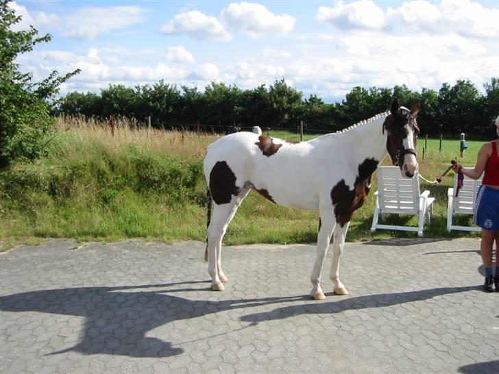 Pinto miss may of holm billede 2