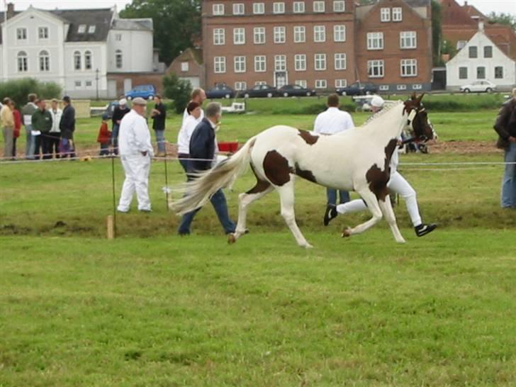 Pinto miss may of holm billede 4