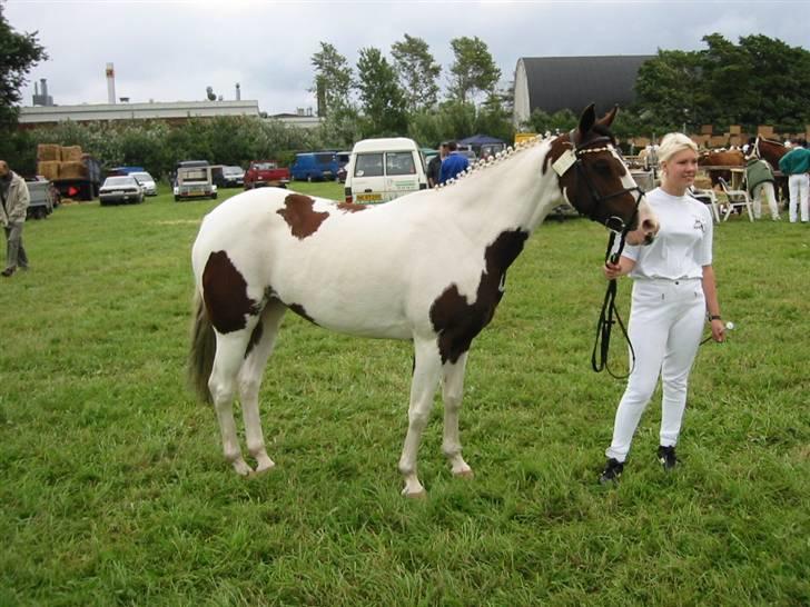 Pinto miss may of holm billede 6
