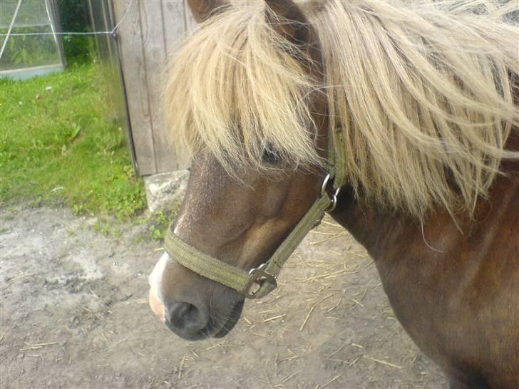 Shetlænder Dismo *R.I.P* - Dismo:-) .. foto: mathilde Simonsen billede 6